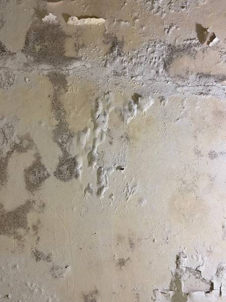 Best Toxic Mold Removal  in Keshena, WI