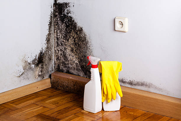 Best Black Mold Removal  in Keshena, WI